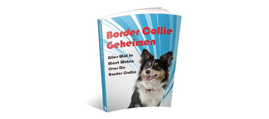 Het Karakter van jouw Border Collie begrijpen? Ontdek alle Geheimen!