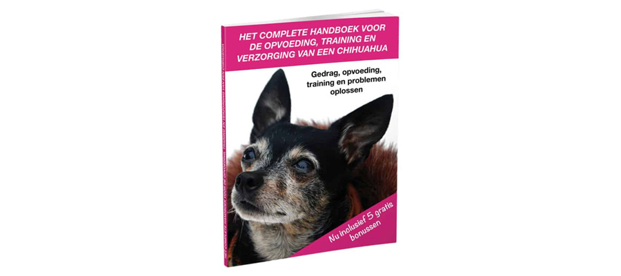 Leer het Karakter van je Chihuahua begrijpen!