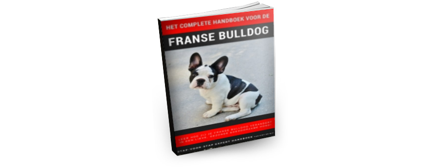 Learn to Understand Your French Bulldog's Character!