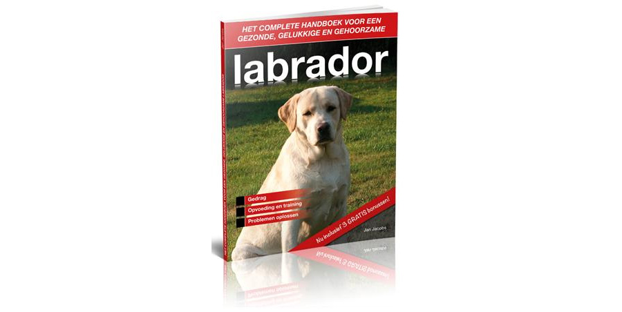 Leer het unieke karakter van je Labrador begrijpen.